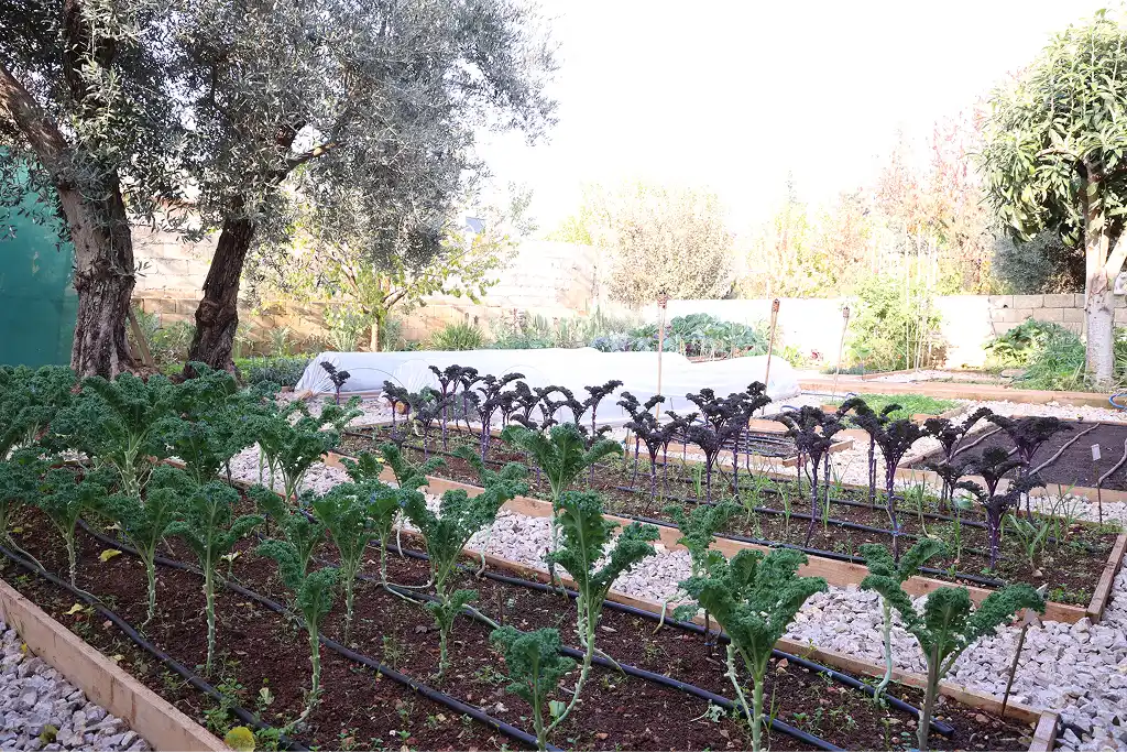 Real Ayki garden, view 5